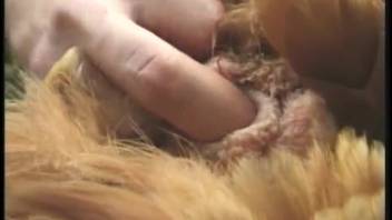 Homemade footage of a novice spouse caught on camera while experimenting with a beast's manhood